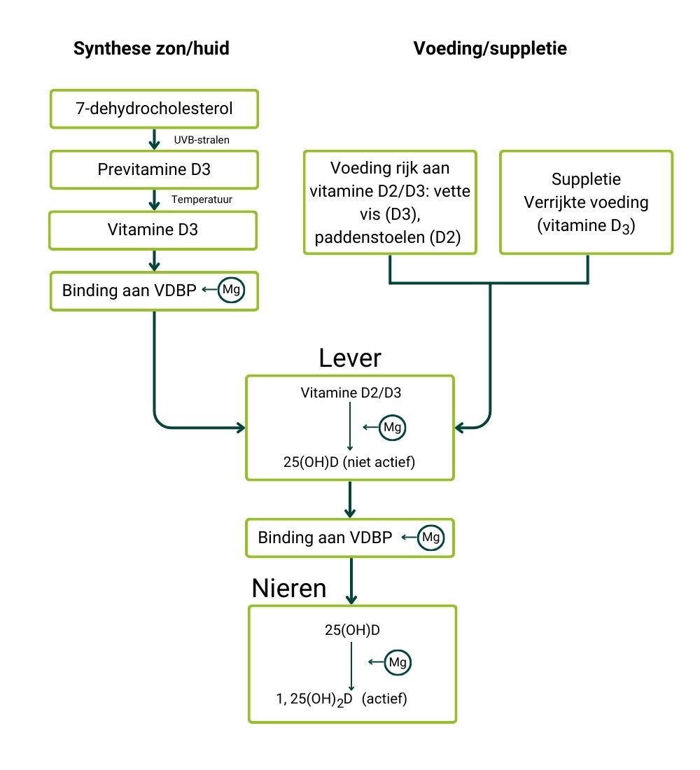 Omzetting vitamine D