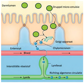 Opname micro-emulsie vitamine D en K