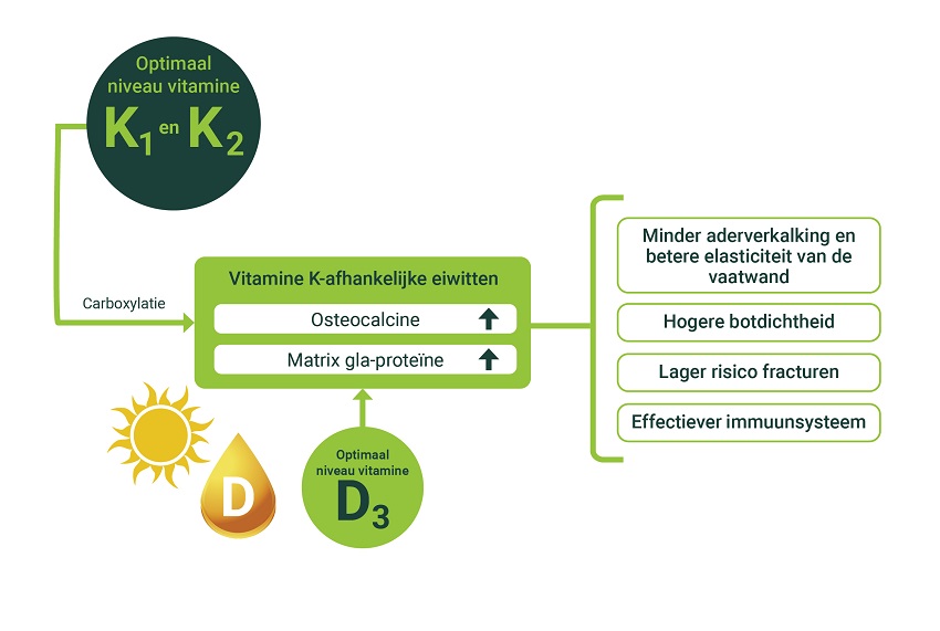 Synergie vitamine D en K