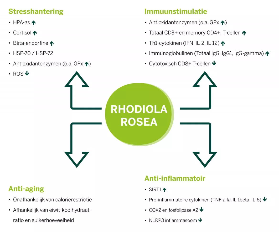 Afbeelding 1: De effecten van Rhodiola rosea