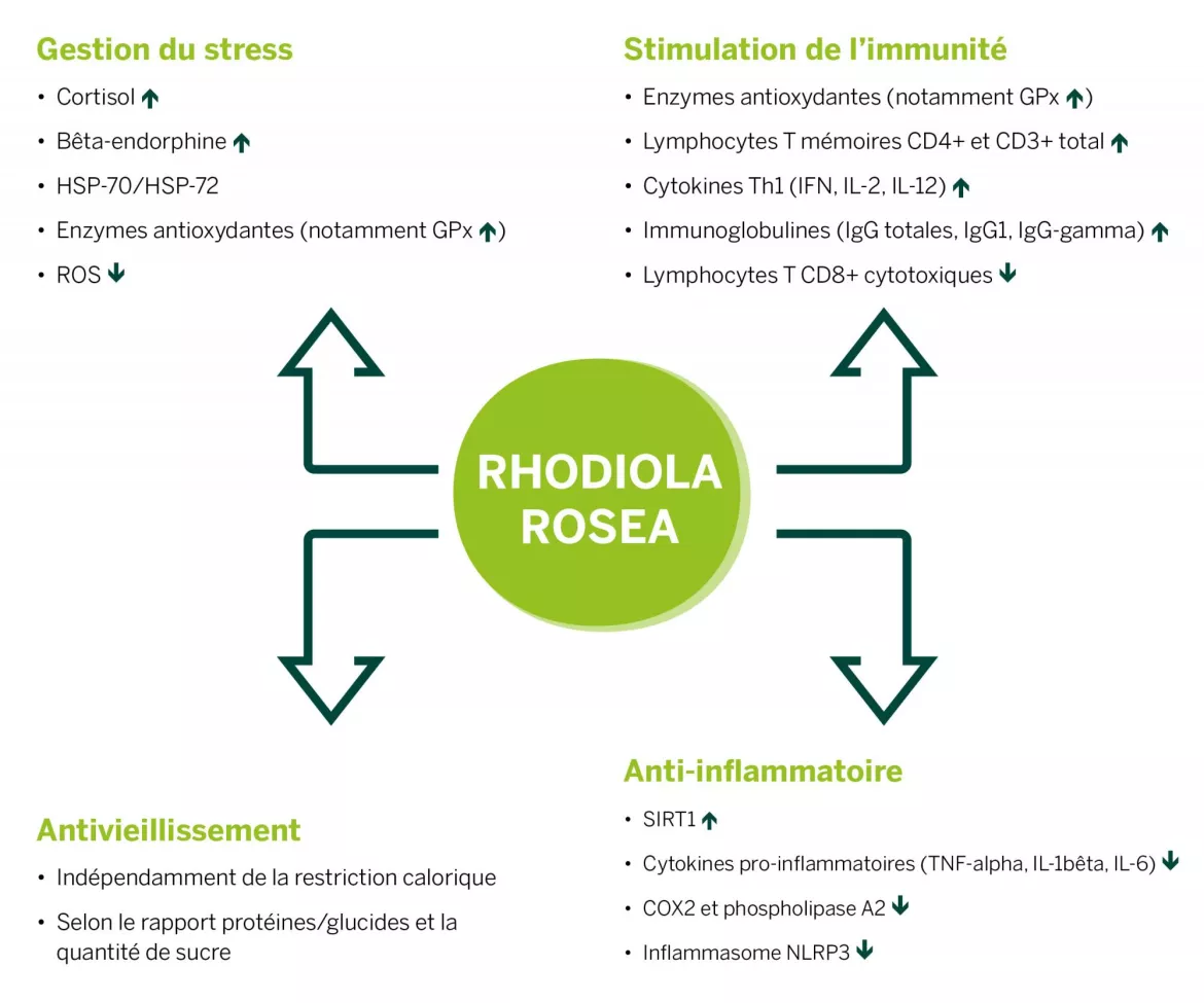 Les effets de Rhodiola rosea